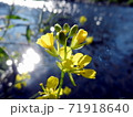 光る水面と菜の花 71918640