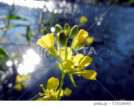 光る水面と菜の花 光る水面と菜の花 71918640