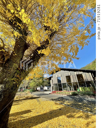 雲の上の図書館と紅葉 雲の上の図書館と紅葉 71919281