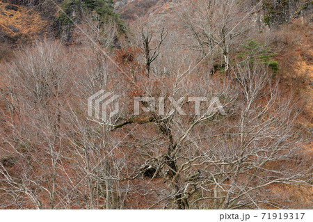葉を落とした樹木の枝振り-国道252号田子倉休憩所 福島県只見町 葉を落とした樹木の枝振り-国道252号田子倉休憩所 福島県只見町 71919317