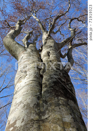 初秋のブナの森、癒着木も元気－梁取のブナ林　福島県只見町 71919323