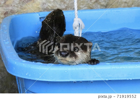 とっても可愛いコツメカワウソ 71919552