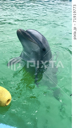 イルカとふれあい イルカとふれあい 71919773