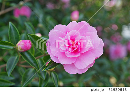 赤いサザンカの花 71920618