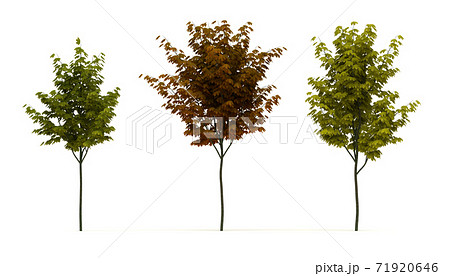 Acer Tree 71920646