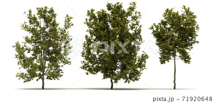 Quercus Robur Concordia Tree 71920648