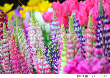 花壇のチューリップの花を背景に咲くルピナスの花の写真素材