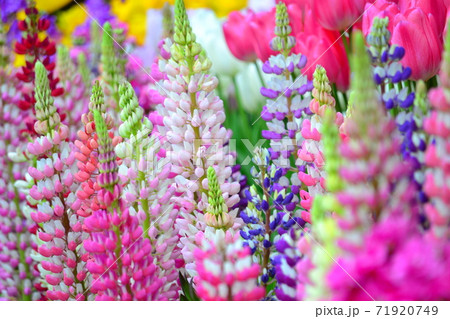 花壇のチューリップの花を背景に咲くルピナスの花の写真素材