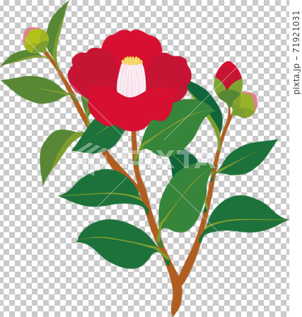 椿 花 冬 シンプル イラスト素材のイラスト素材