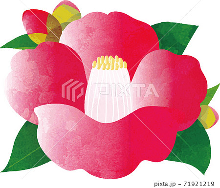 椿 花 冬 水彩 イラスト素材のイラスト素材