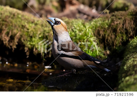シメ Hawfinch	 71921596