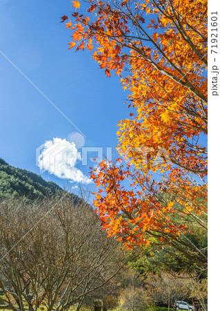 台湾 青い空 楓 71921601