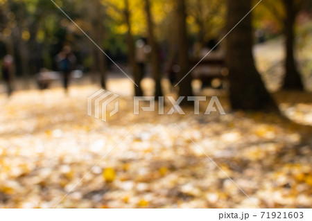 台湾 楓 カエデ 71921603