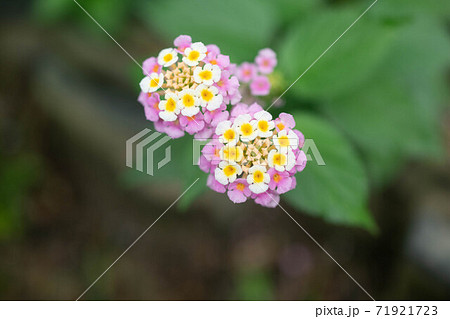 黄色とピンクのランタナの花の写真素材