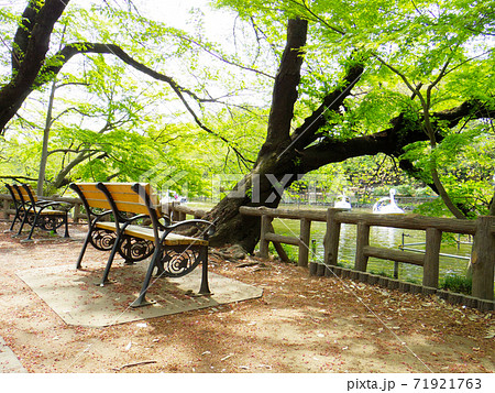 井の頭公園4 井の頭公園4 71921763