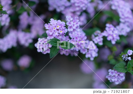 紫色のランタナの花の株 71921807