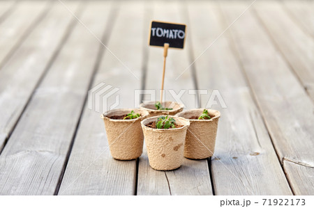 tomato seedlings in pots with name tags tomato seedlings in pots with name tags 71922173