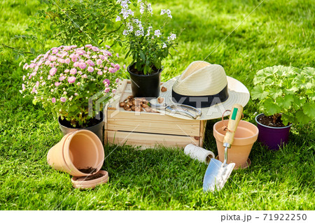 garden tools, wooden box and flowers at summer 71922250