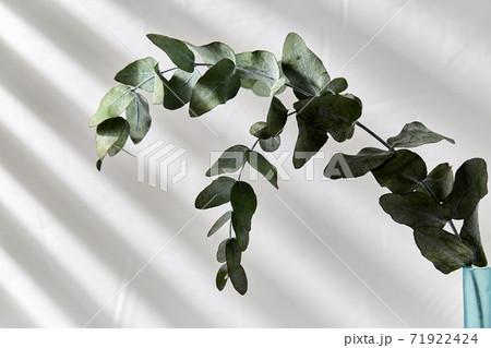 eucalyptus branch in glass bottle on white table eucalyptus branch in glass bottle on white table 71922424