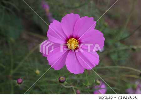 秋の野原に咲くピンク色のコスモスの花の写真素材