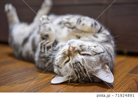 仰向けに転がる猫 71924891
