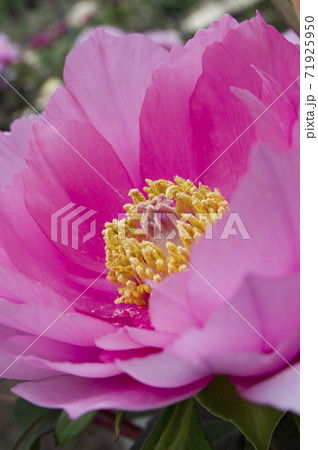 ピンク色の牡丹の花のクローズアップ写真です 牡丹の花が満開です の写真素材