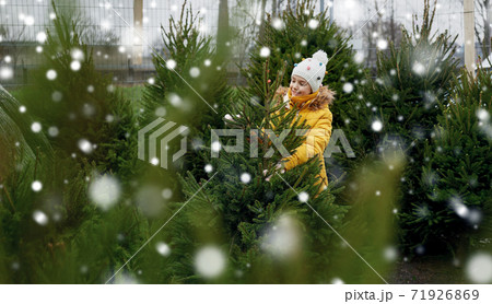 little girl choosing christmas tree at market little girl choosing christmas tree at market 71926869