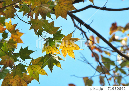 オニイタヤ(鬼板屋)の紅葉 オニイタヤ(鬼板屋)の紅葉 71930842