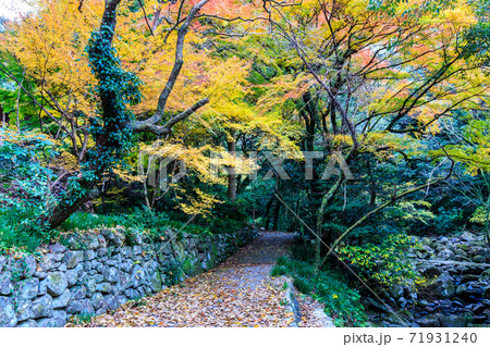 大雄寺の五百羅漢(富川渓谷)の紅葉 【長崎県諫早市】 大雄寺の五百羅漢(富川渓谷)の紅葉 【長崎県諫早市】 71931240