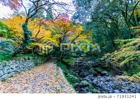 大雄寺の五百羅漢(富川渓谷)の紅葉 【長崎県諫早市】 大雄寺の五百羅漢(富川渓谷)の紅葉 【長崎県諫早市】 71931241