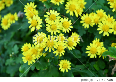 野原に咲く黄色い野菊 71931580
