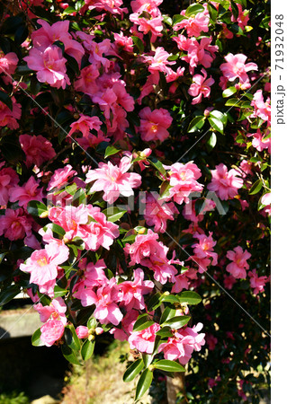 日向に咲く山茶花の花の写真素材