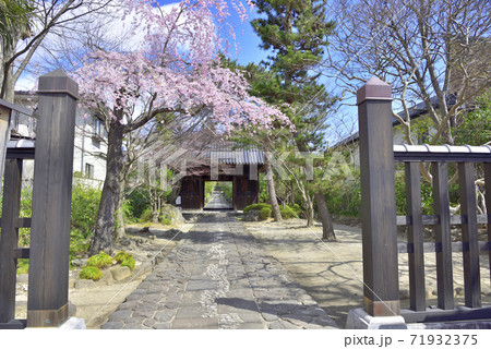 輪王寺 山門と桜 輪王寺 山門と桜 71932375