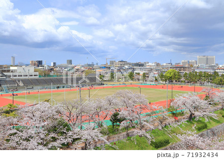 山崎川 桜 山崎川 桜 71932434