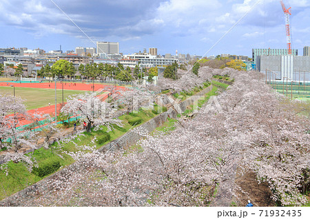 山崎川 桜 山崎川 桜 71932435