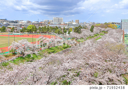 山崎川　桜 71932438
