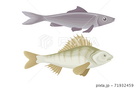 Fish as Gill-bearing Aquatic Animal Used as Seafood Vector Set Fish as Gill-bearing Aquatic Animal Used as Seafood Vector Set 71932459
