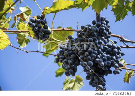 Dark grapes hang on a branch against a blue sky 71932562