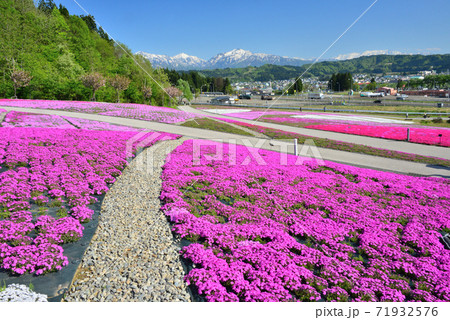 芝桜と越後三山 71932576
