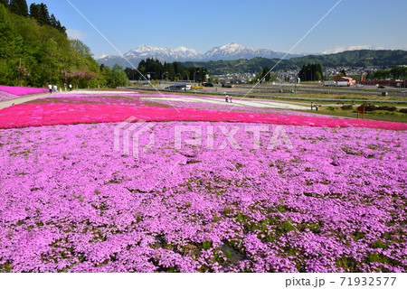 芝桜と越後三山 芝桜と越後三山 71932577