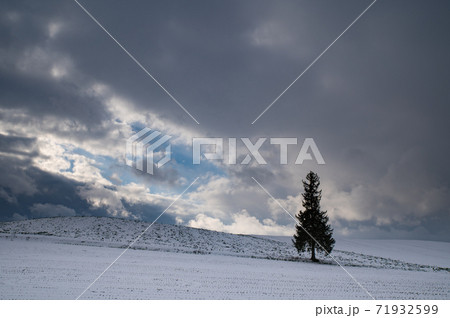 雲の隙間覗く初雪美瑛のクリスマスツリーの木 雲の隙間覗く初雪美瑛のクリスマスツリーの木 71932599
