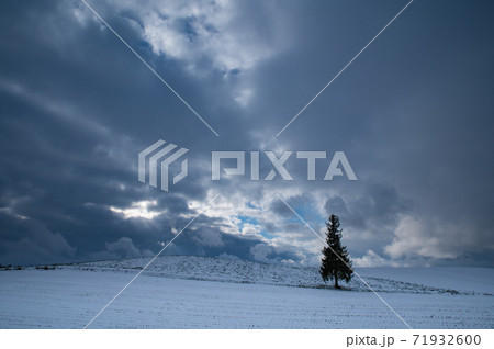 雲の隙間覗く初雪美瑛クリスマスツリーの木 71932600