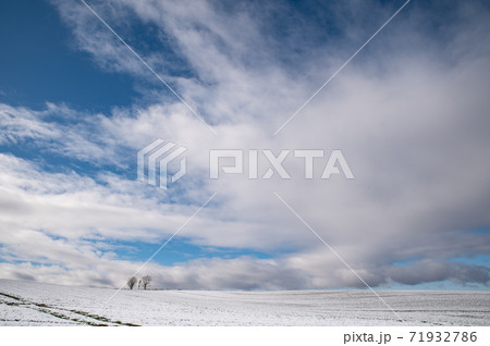 初雪美瑛の青空の下の親子の木 初雪美瑛の青空の下の親子の木 71932786