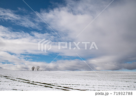 初雪美瑛の青空の下の親子の木 初雪美瑛の青空の下の親子の木 71932788