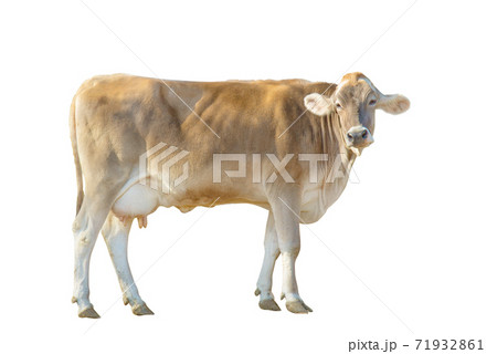白背景のジャージー種の牛 白背景のジャージー種の牛 71932861