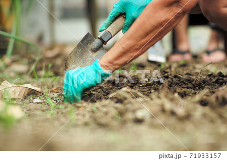 Selective focus on right hand of gardener uses the planting spoon to remove the weed from soil with blurred left hand in foreground Selective focus on right hand of gardener uses the planting spoon to remove the weed from soil with blurred left hand in foreground 71933157