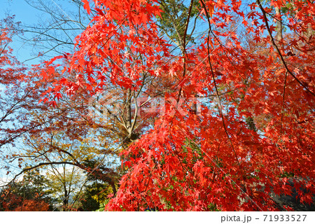≪京都 秋の北野天満宮 紅葉の頃≫ 京都府京都市 秋イメージ ≪京都 秋の北野天満宮 紅葉の頃≫ 京都府京都市 秋イメージ 71933527
