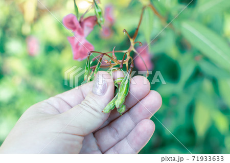 Himalayan balm in hand close up photo. Policeman Helmet plant, Bobby Tops, Invasive asian plant species Himalayan balm in hand close up photo. Policeman Helmet plant, Bobby Tops, Invasive asian plant species 71933633
