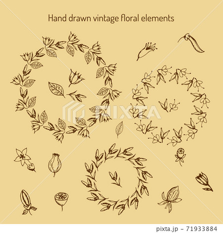 Hand Drawn vintage floral elements 71933884