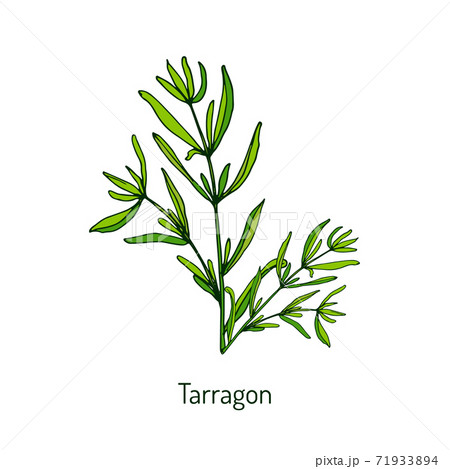 Tarragon, aromatic kitchen herb 71933894